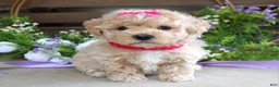Maltipoo dogs for sale: Luna - Ad 5