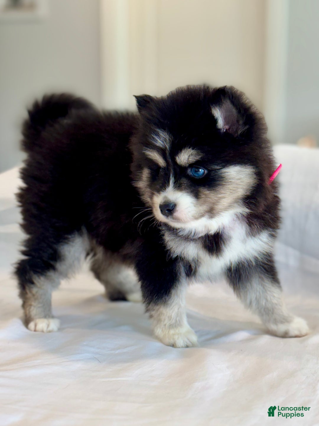 Pomsky dogs for sale: Faith.   Pomsky Puppy 3 - Ad 10
