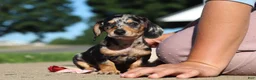 Miniature Dachshund dogs for sale: Barney - Ad 9