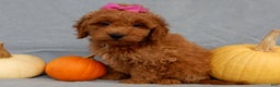 Mini Goldendoodle dogs for sale: Laci - Ad 11