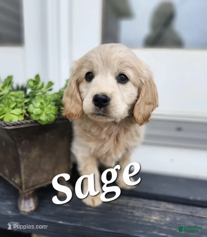 Mixed Breed dogs Sage - Ad 22