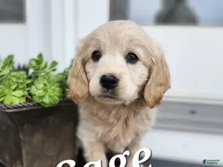 Mixed Breed dogs Sage - Ad 22