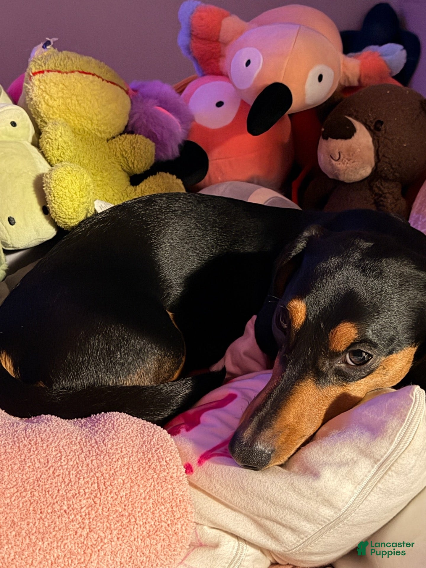 Miniature Dachshund dogs Puck F. - Ad 2