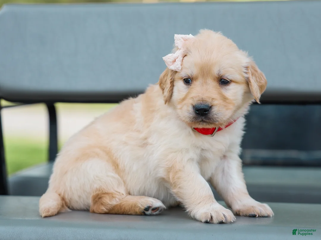 Golden Retriever dogs for sale: Arabelle ACA Golden Retriever Pup - Ad 1