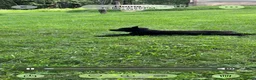 German Shepherd dogs for sale: UÑA - Ad 6