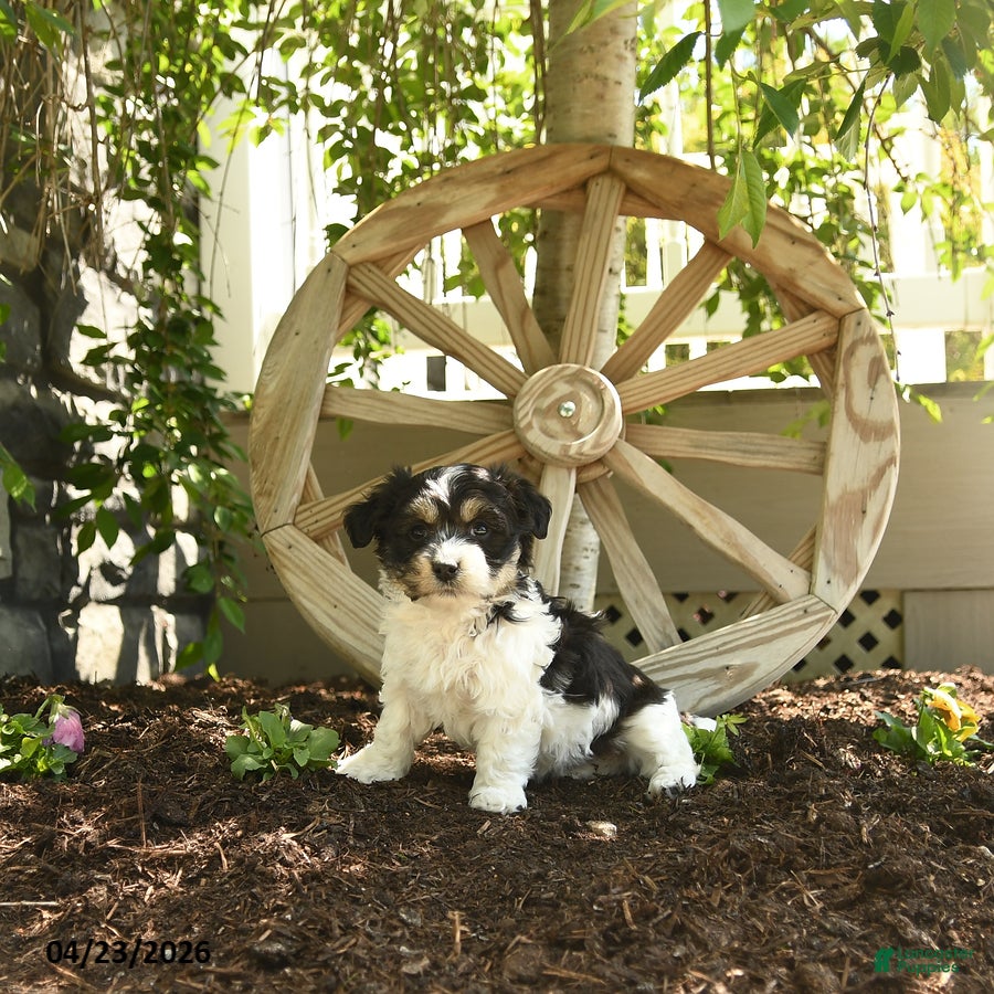 Havanese dogs Francis - Ad 1