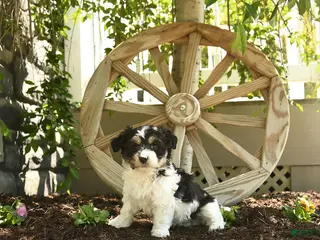 Havanese dogs for sale: Francis - Ad 2
