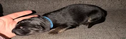 German Shepherd dogs for sale: German Shepherd Puppy 2- Blue Male - Ad 5