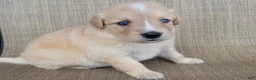 Australian Shepherd dogs for sale: Waffles - Ad 5