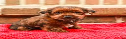 Yorkshire Terrier dogs for sale: Brownie (Small) - Ad 3