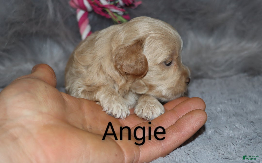 Havapoo dogs for sale: Angie👨‍👨‍👦‍👦💞🐕Miniature - Ad 6