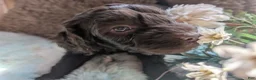 Labradoodle dogs for sale: Labradoodle 3 - Ad 5