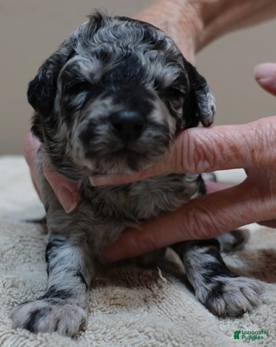 Toy Poodle dogs for sale: Marley blue merle - Ad 12