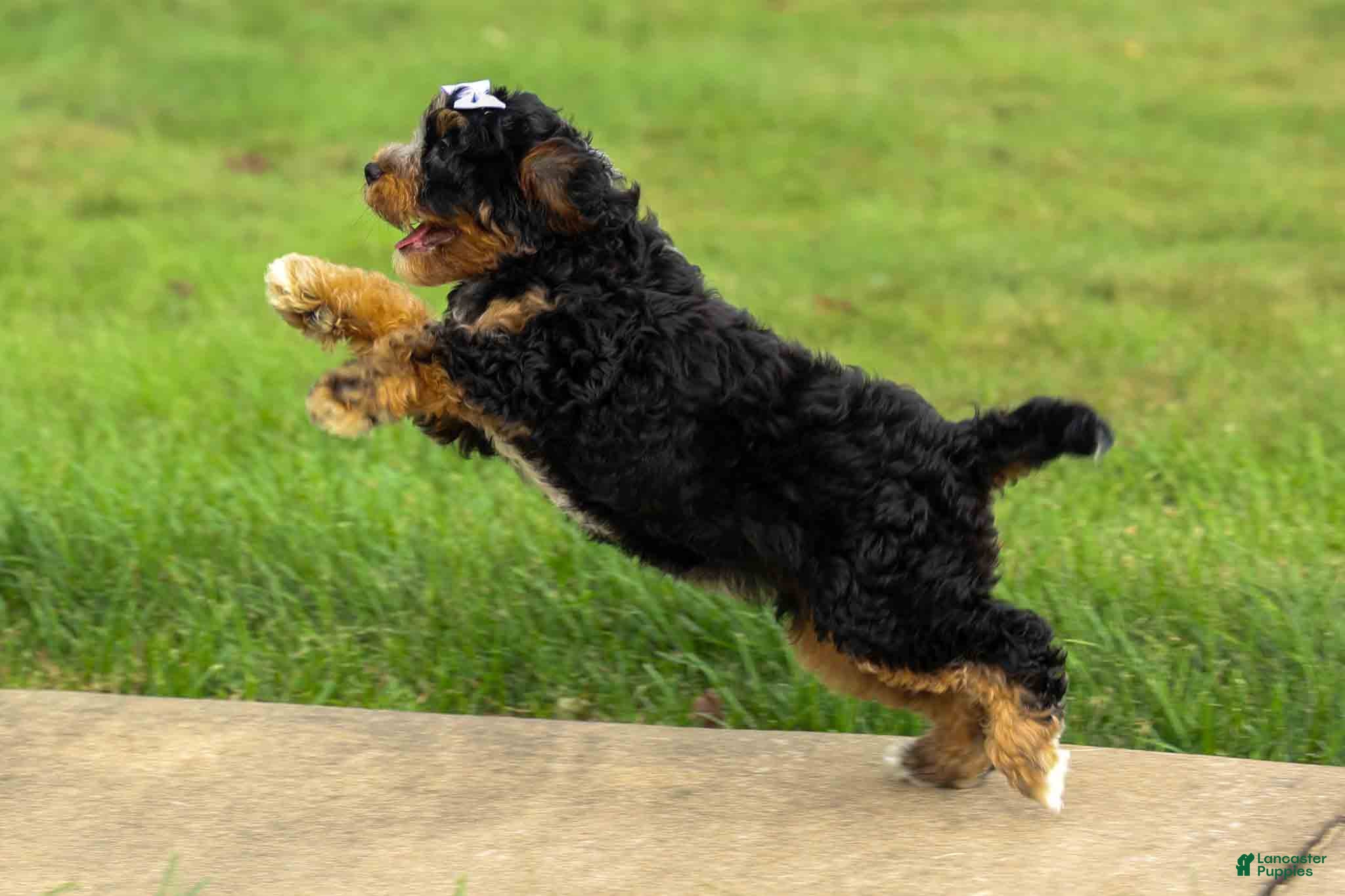 Cavapoo dogs Lainey❤️  - Ad 1