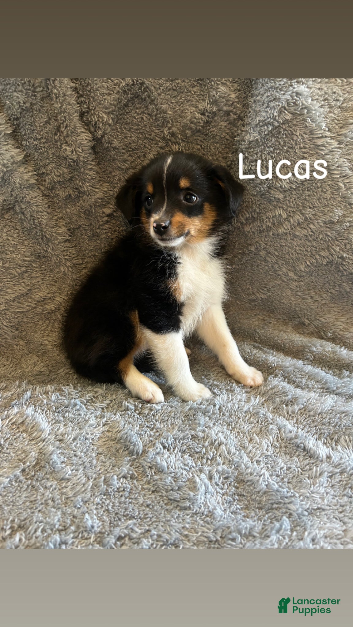 Miniature Australian Shepherd dogs Lucas - Ad 27