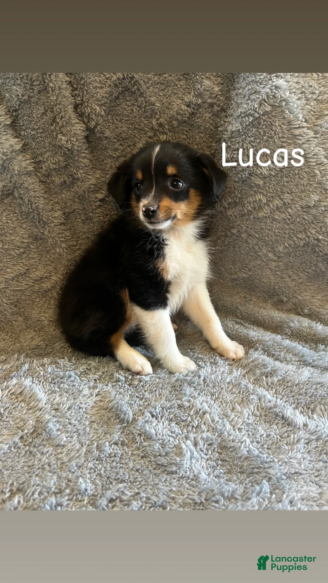 Miniature Australian Shepherd dogs for sale: Lucas - Ad 1