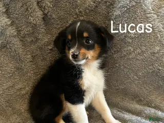 Miniature Australian Shepherd dogs Lucas - Ad 27