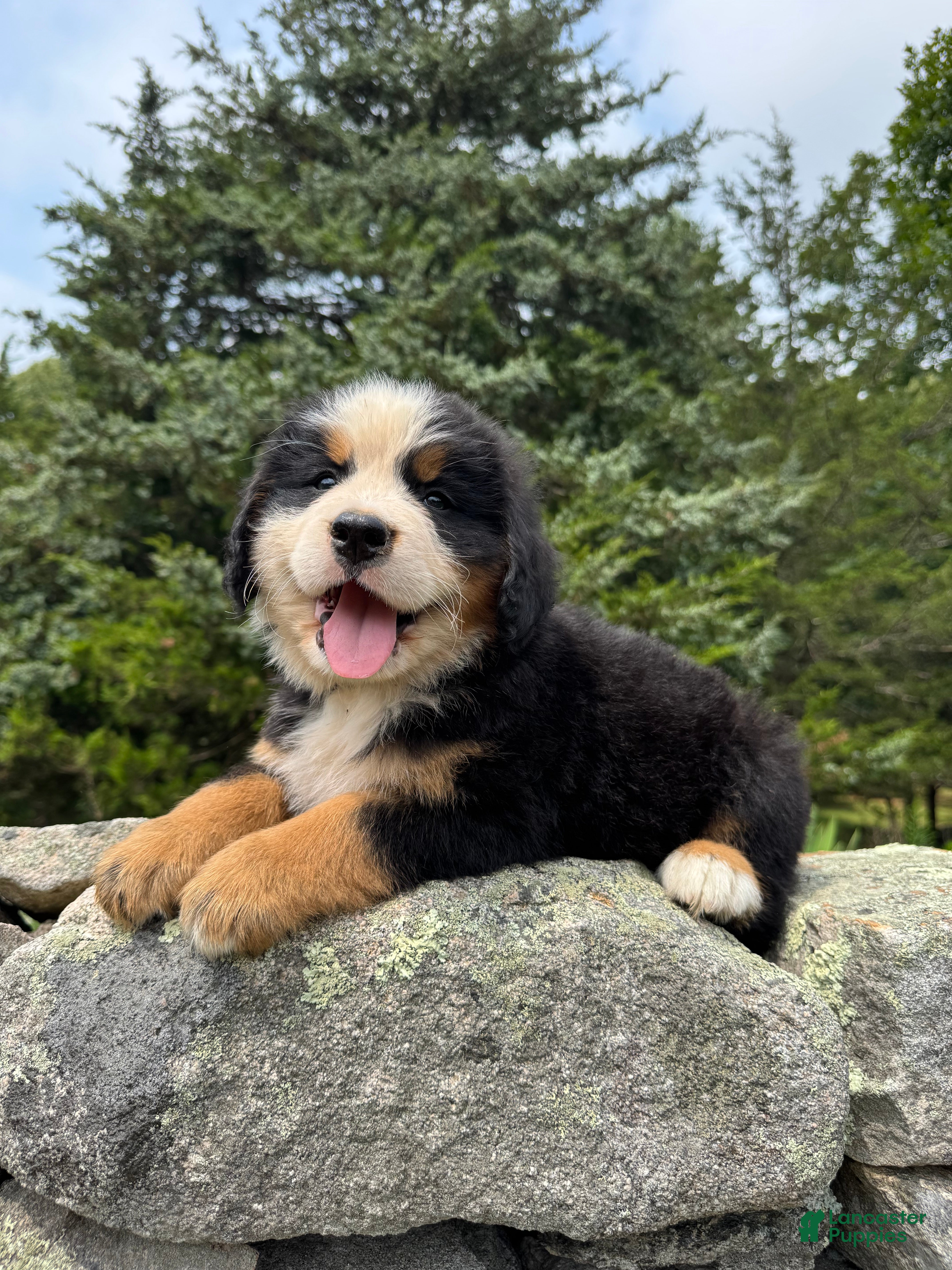 Bernese Mountain Dog dogs Achilles - Ad 38