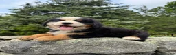 Bernese Mountain Dog dogs for sale: Achilles - Ad 1