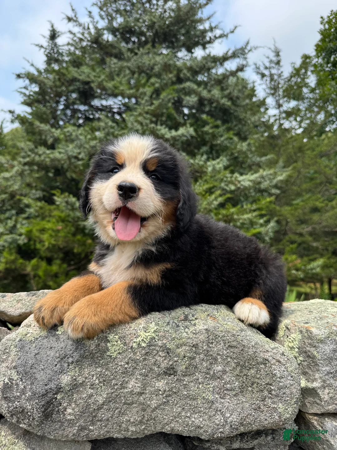 Bernese Mountain Dog dogs for sale: Achilles - Ad 1