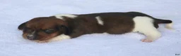 Dachshund dogs for sale: Shaded Red Piebald Female  - Ad 3