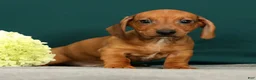 Miniature Dachshund dogs for sale: Paxton - Ad 3