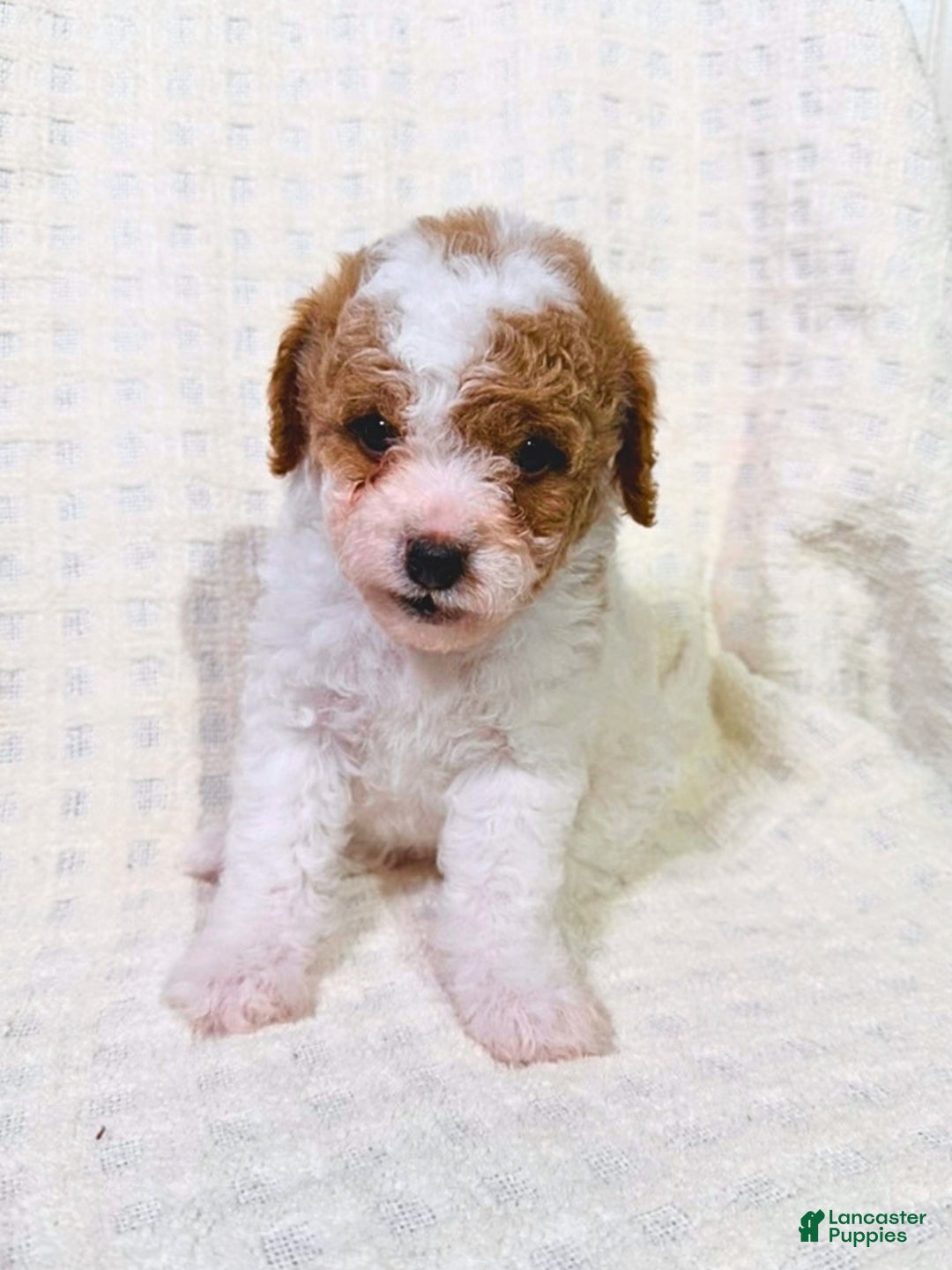 Cavapoo dogs for sale: Sugar - Ad 3