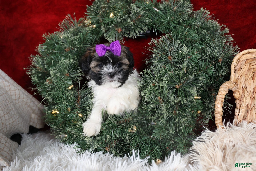 Shih Tzu dogs for sale: Rosie - Ad 3