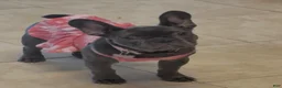 French Bulldog dogs for sale: French Bulldog 2 - Ad 2