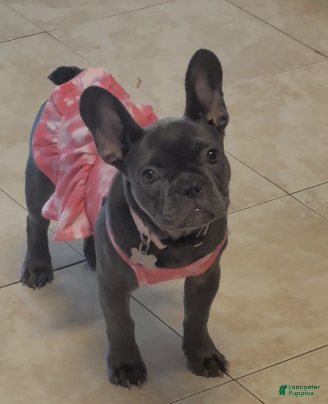 French Bulldog dogs for sale: French Bulldog 2 - Ad 2
