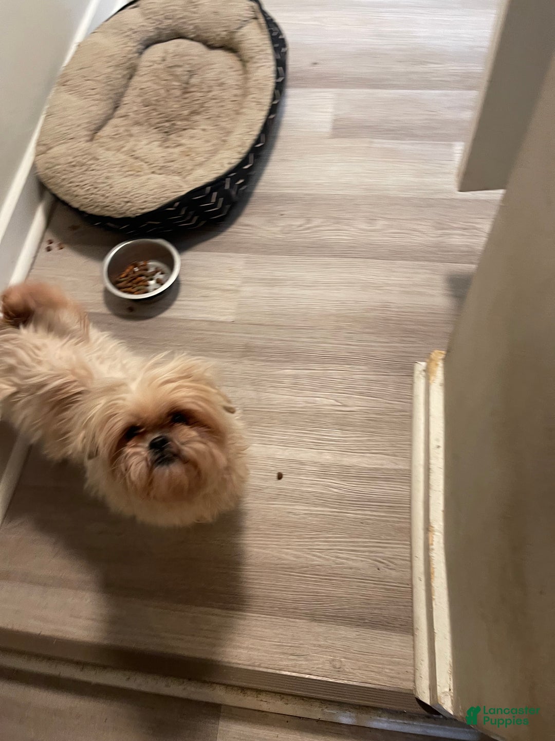 Shih Tzu dogs for sale: Shih Tzu Puppy 1 - Ad 3