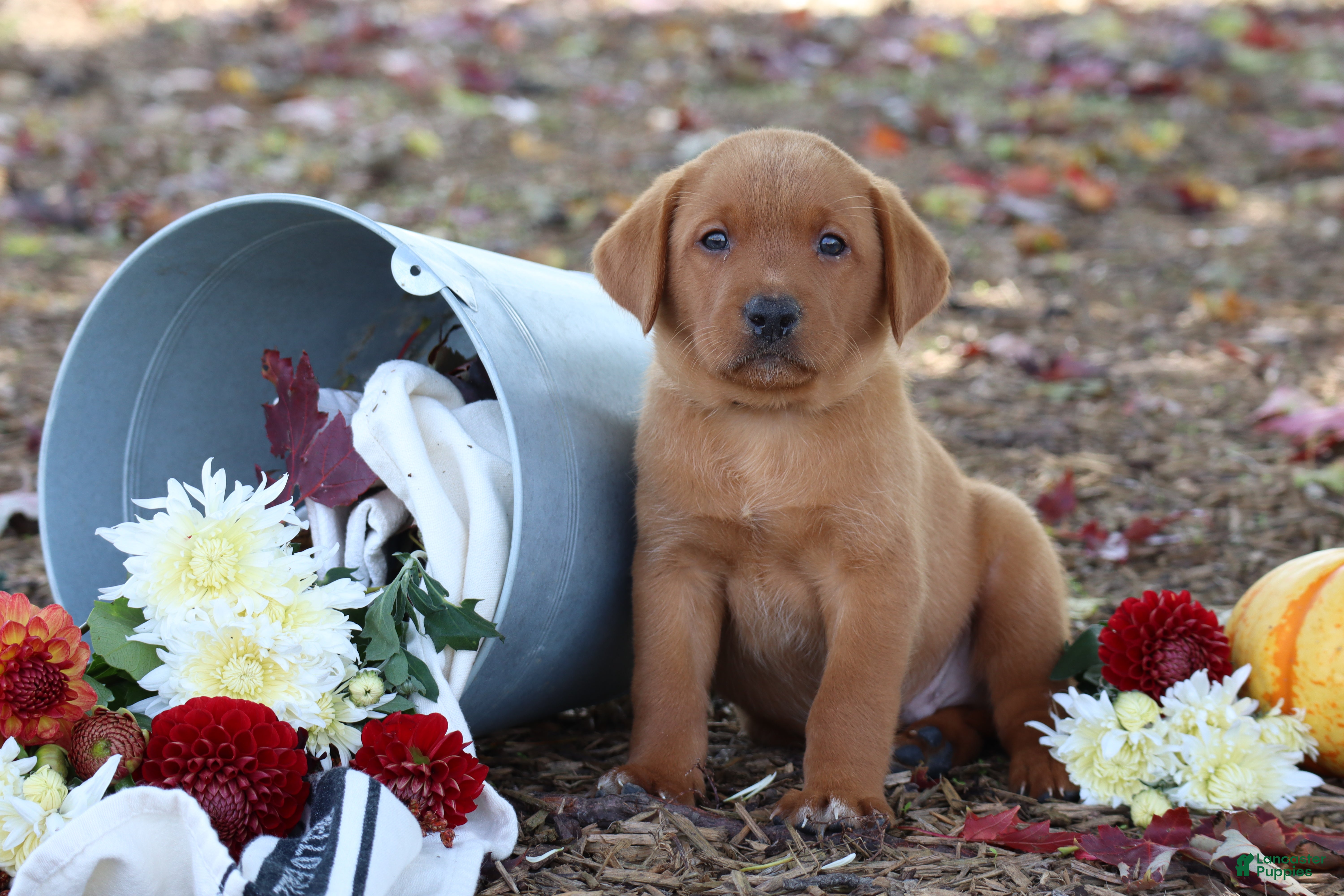 Labrador Retriever dogs Maple - Ad 2