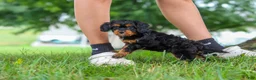 Cavapoo dogs for sale: Kai - Ad 11