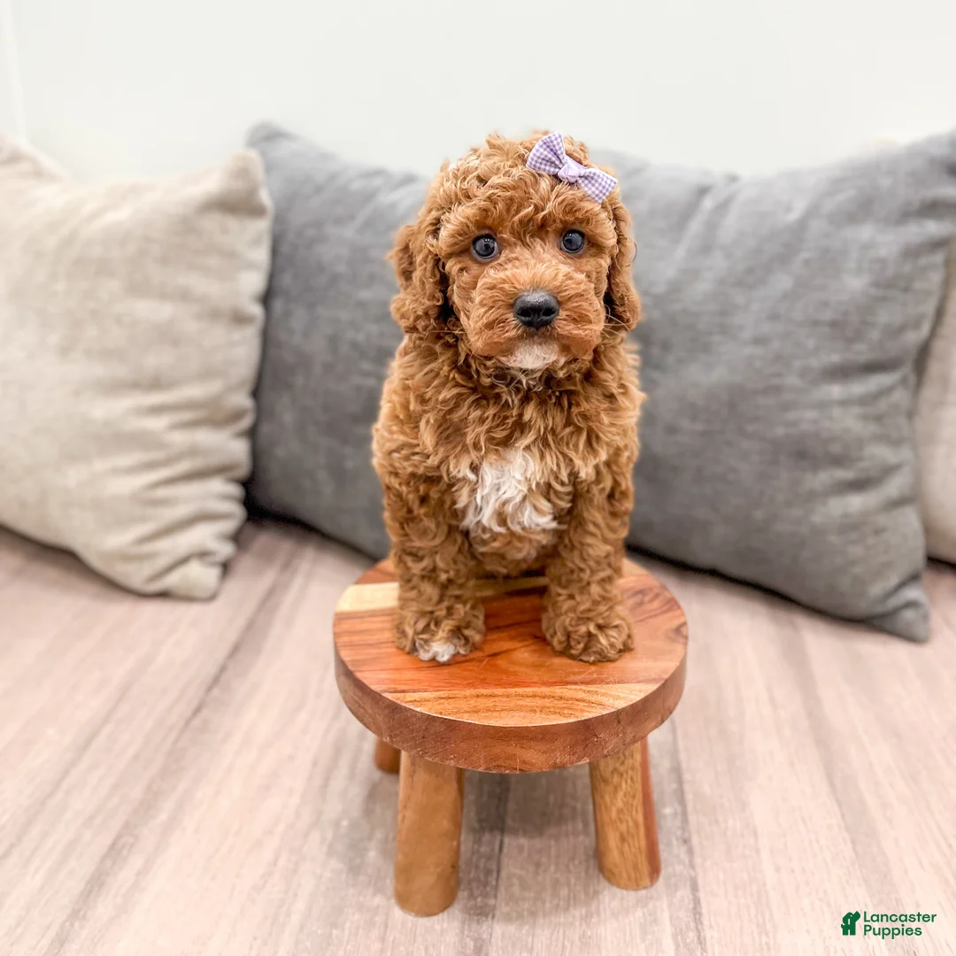 Miniature Poodle dogs for sale: Chloe - Ad 2