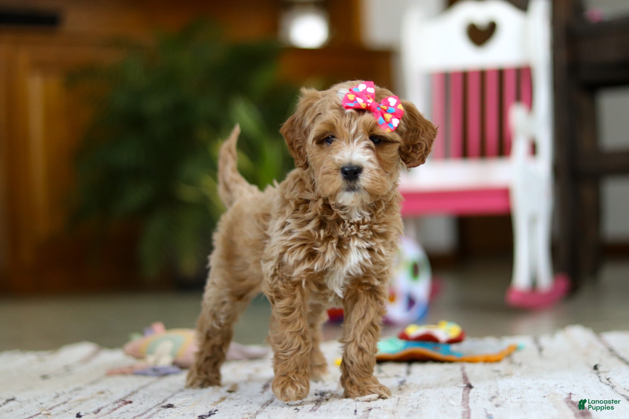 Mini Goldendoodle dogs Janice - Ad 3