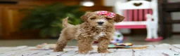 Mini Goldendoodle dogs for sale: Janice - Ad 1