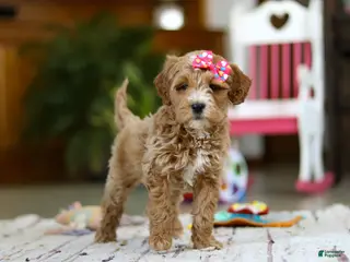 Mini Goldendoodle dogs Janice - Ad 3