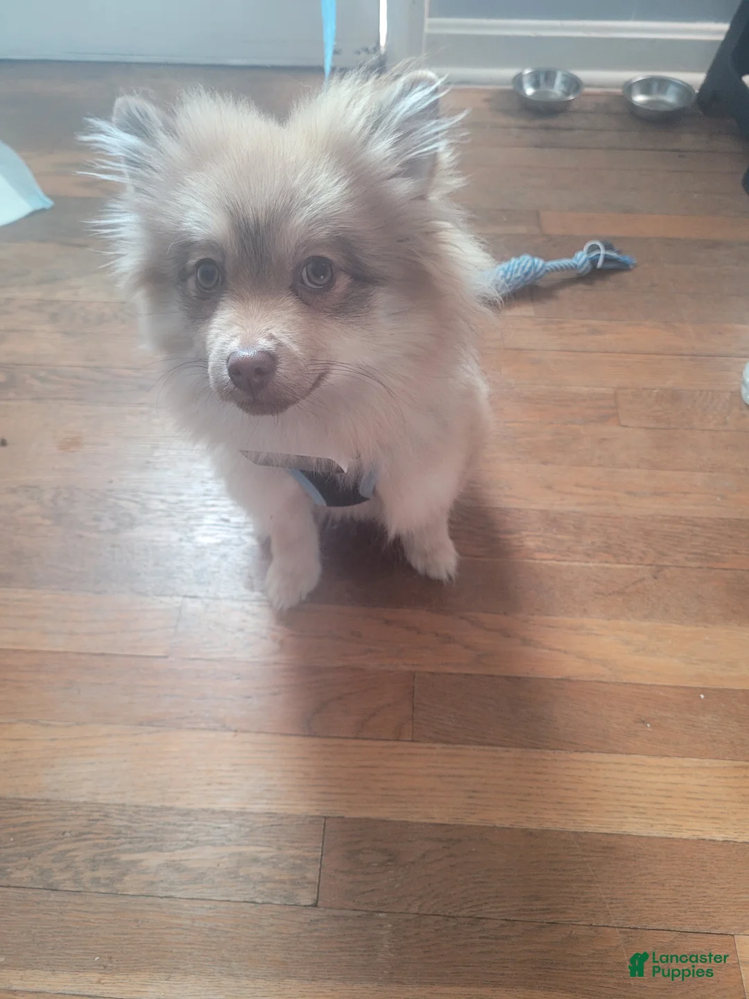 Pomeranian dogs for sale: Pomeranian Puppy 1 - Ad 1