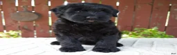 Giant Schnauzer dogs for sale: Trey - Ad 1