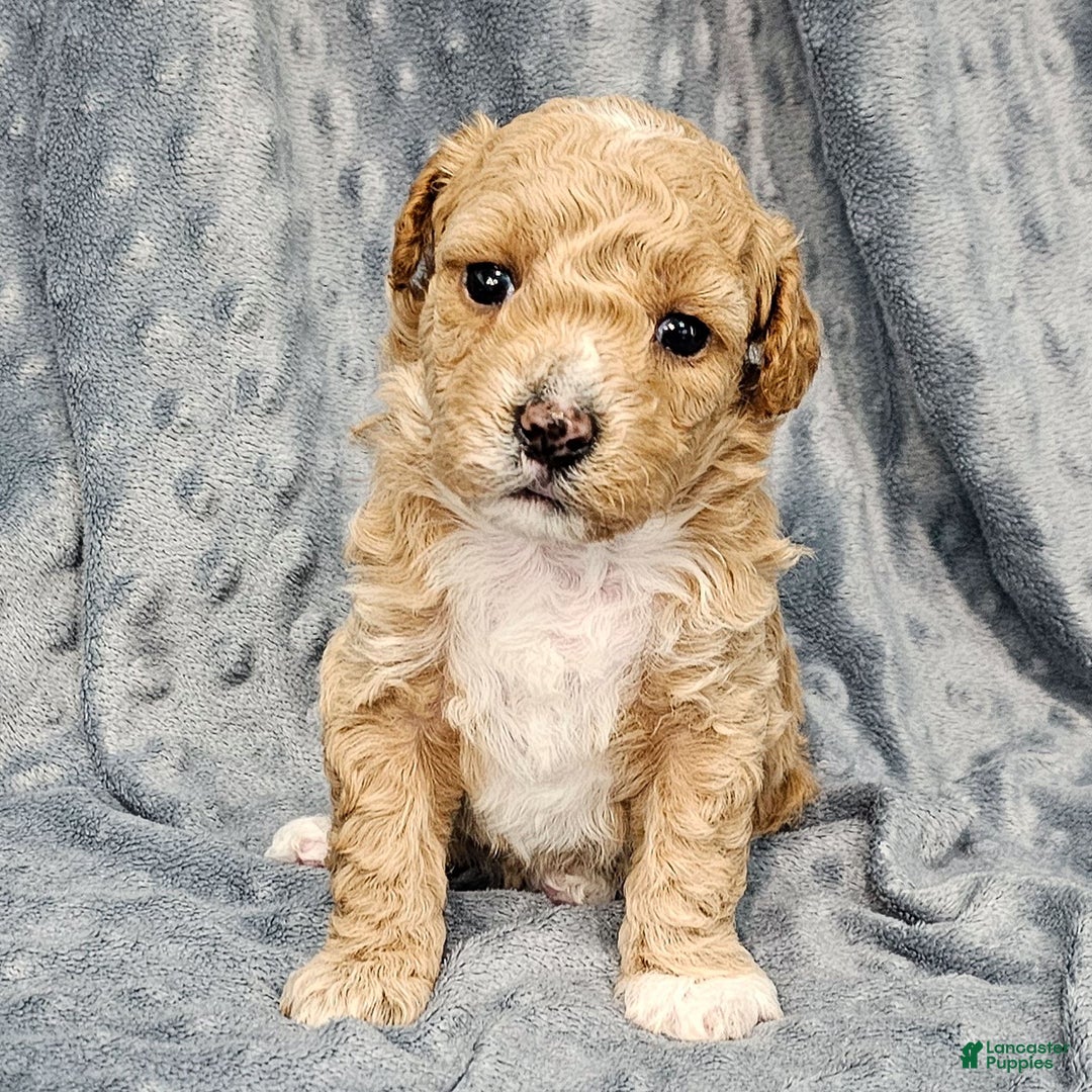 Standard Poodle dogs for sale: Cloud - Ad 1