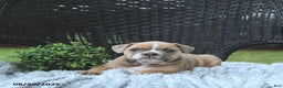 Olde English Bulldogge dogs for sale: Kaya - Ad 9
