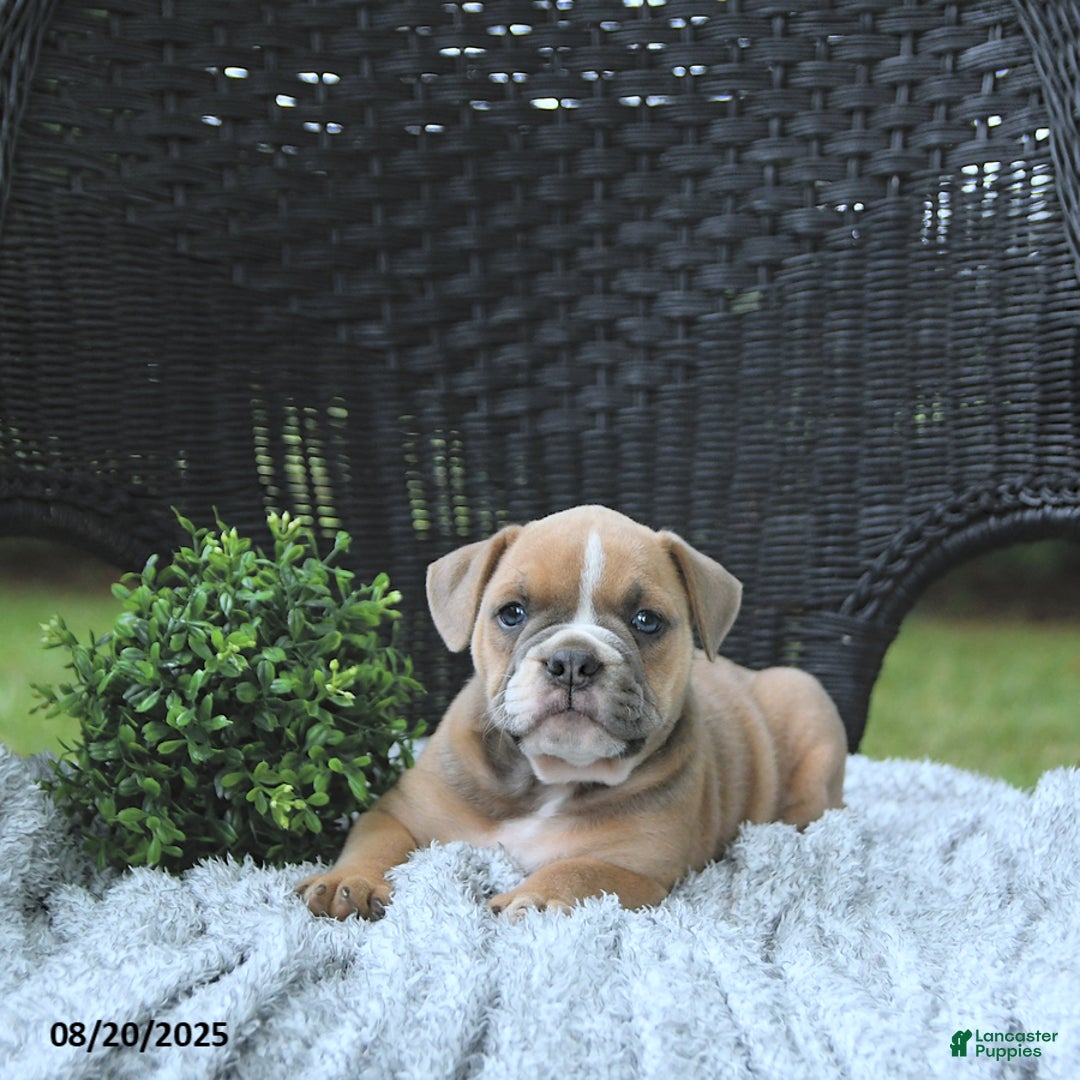 Olde English Bulldogge dogs for sale: Kaya - Ad 9