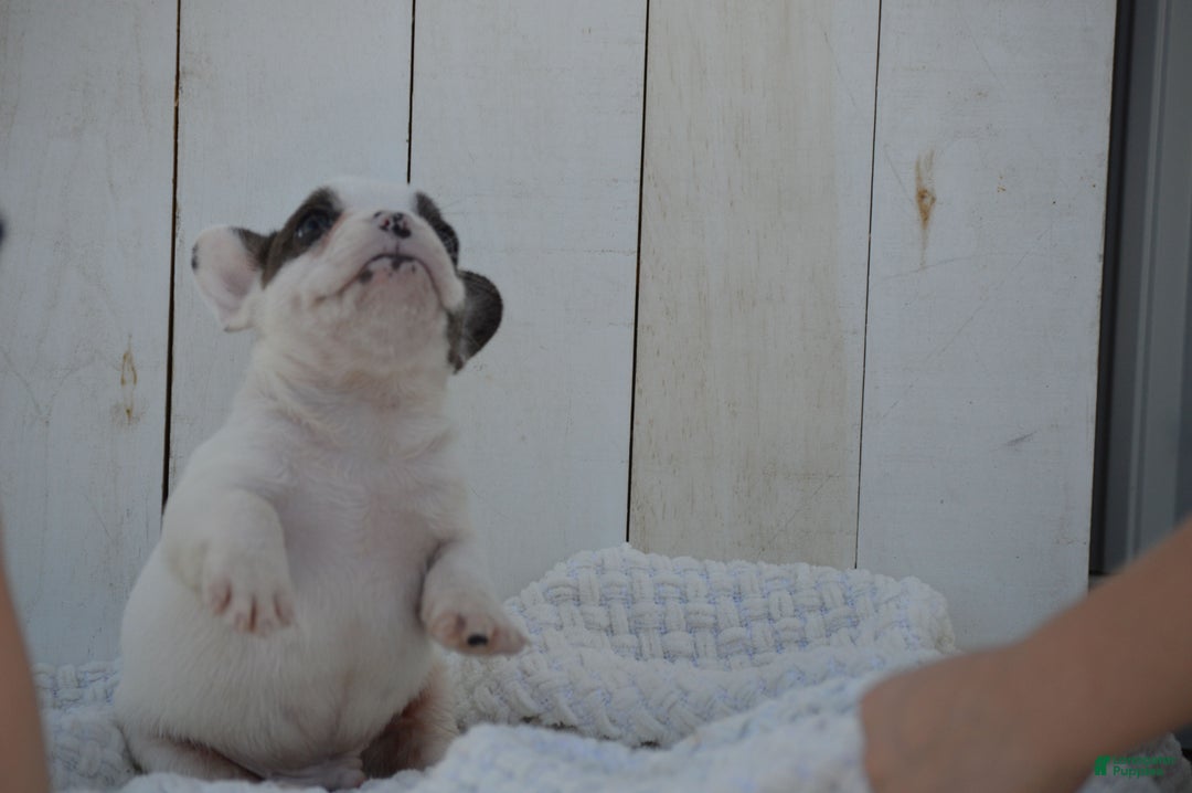 French Bulldog dogs for sale: Duncan - Ad 5