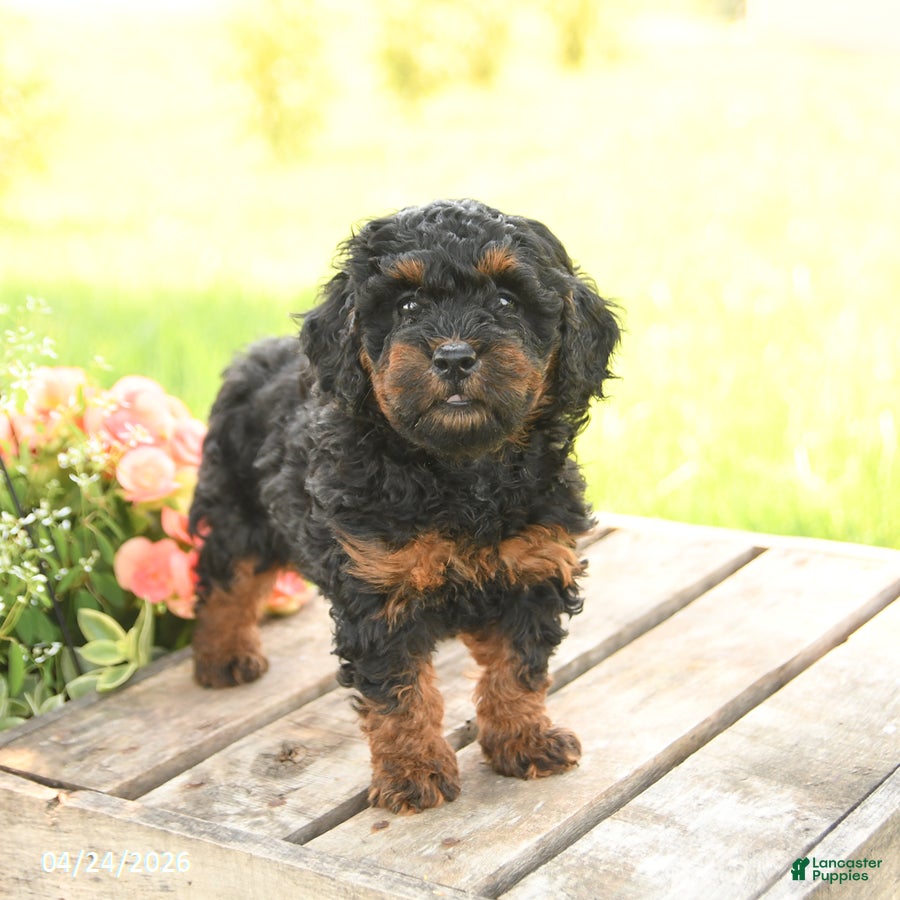 Miniature Poodle dogs Daisy - Ad 1