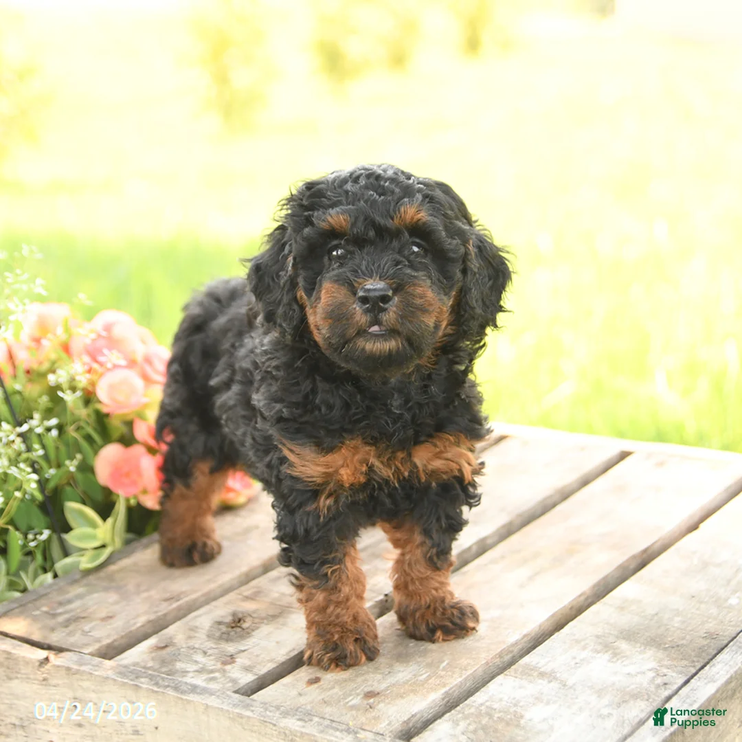 Miniature Poodle dogs for sale: Daisy - Ad 1