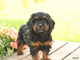 Miniature Poodle dogs for sale: Daisy - Ad 2