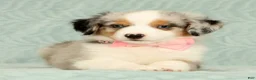 Miniature Australian Shepherd dogs for sale: Missy - Ad 5