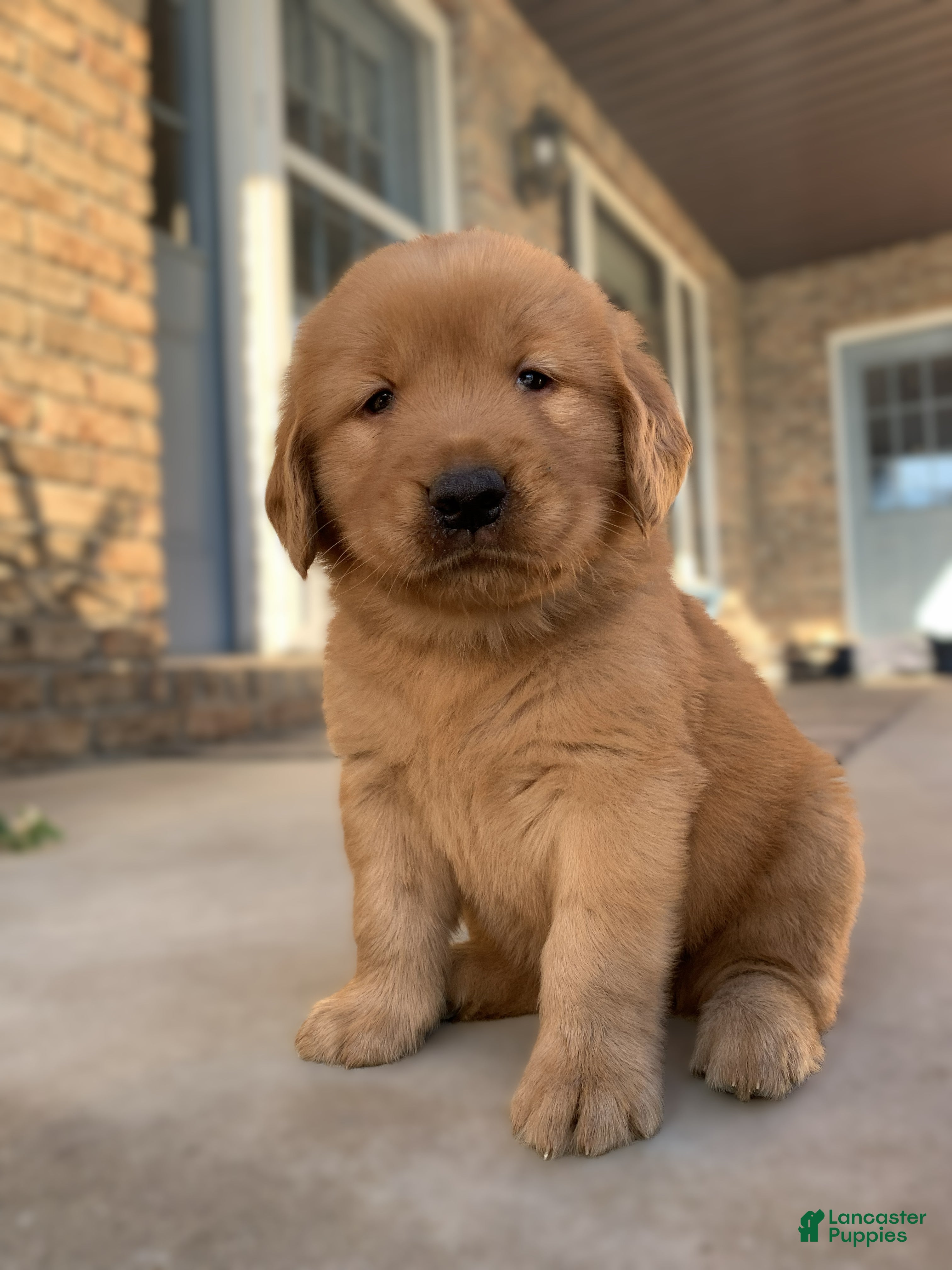 Golden Retriever dogs Bard - Ad 1