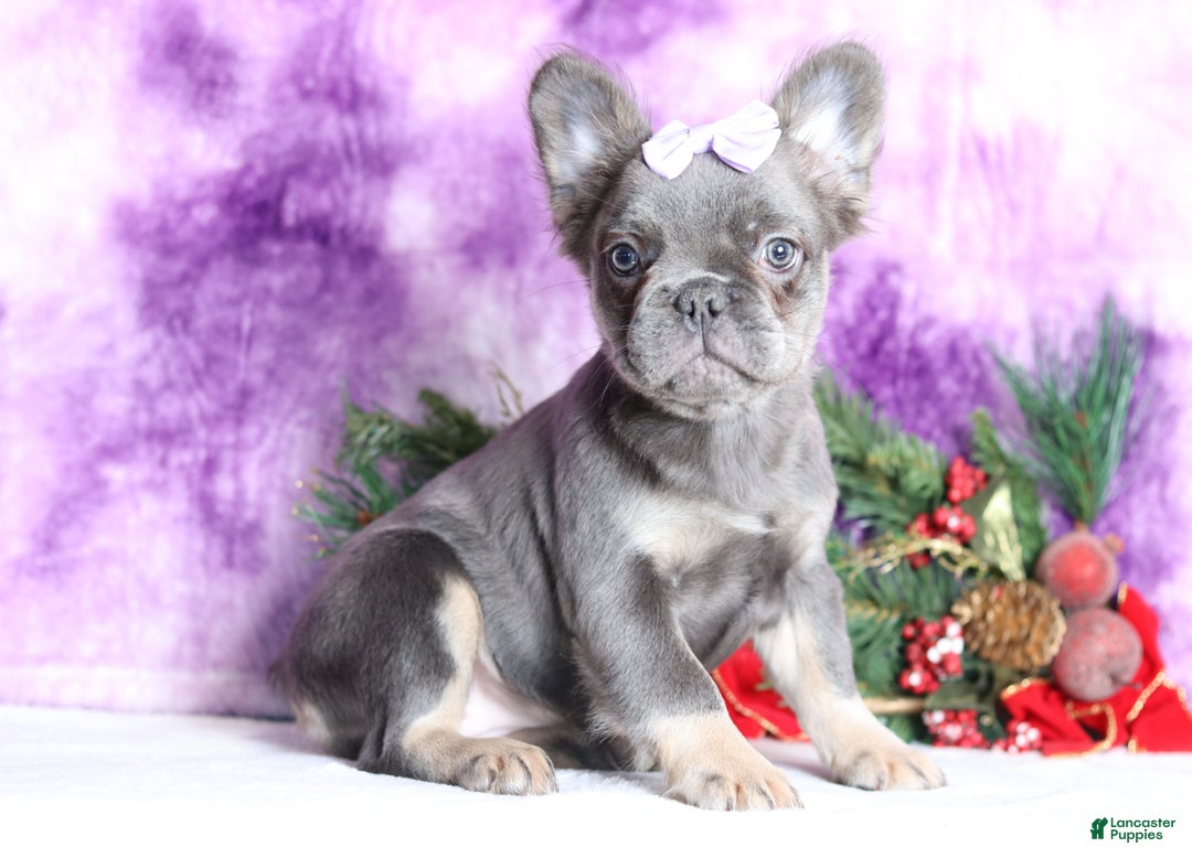 French Bulldog dogs for sale: Quara - Ad 6