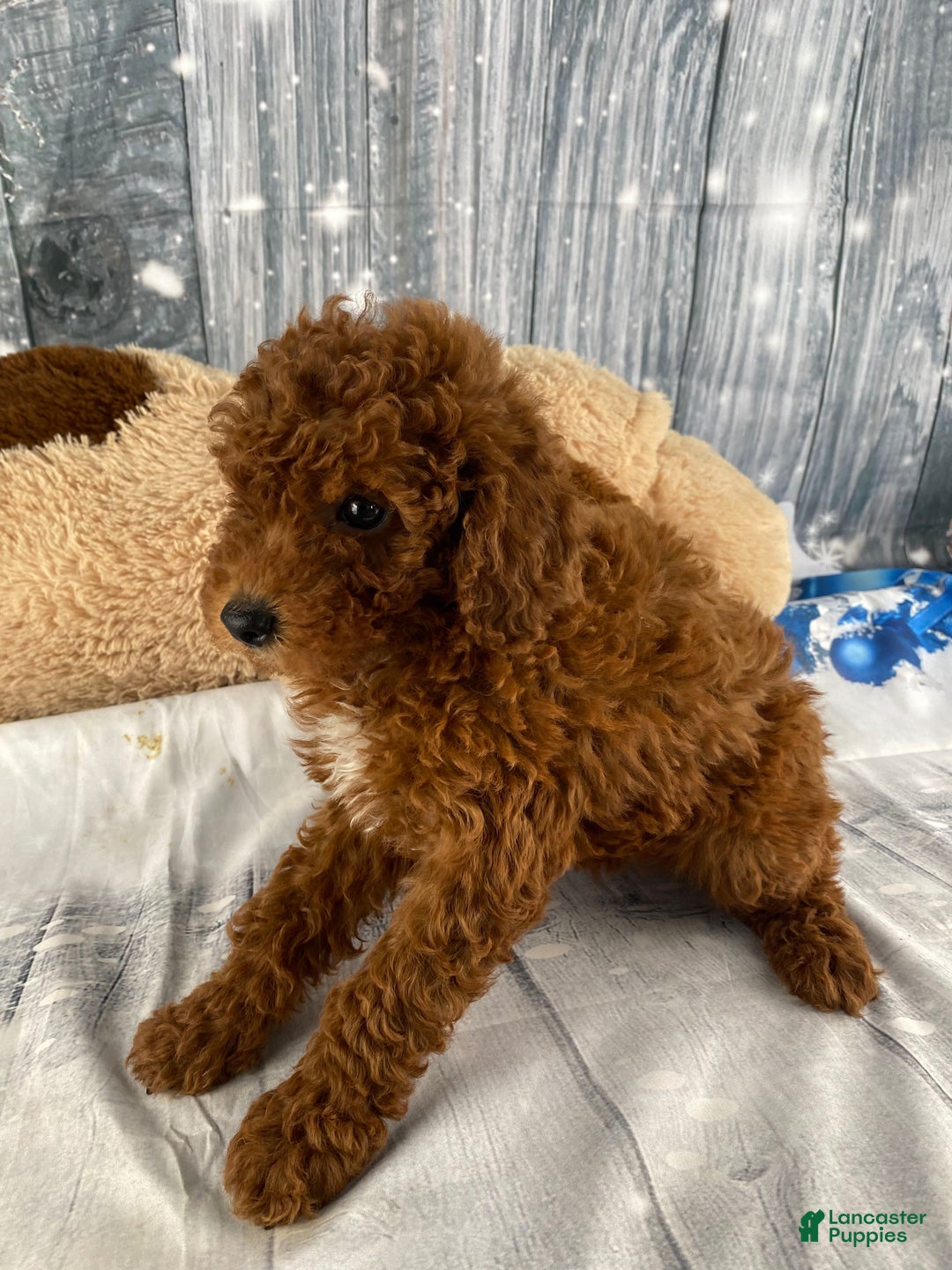 Miniature Poodle dogs for sale: Winnie - Ad 2